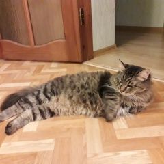 Подробнее об объявлении «Пропал кот. Вичуга» Фото: пропала кошка  «Пропал кот. Вичуга» в г. Вичуга