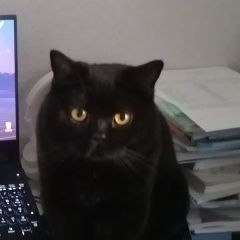 Подробнее об объявлении «Пропал кот Вача» Фото: пропала кошка Скоттиш страйт (шотландская прямоухая) «Пропал кот Вача» в г. Вача