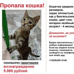 Подробнее об объявлении «Курган Пропала кошка потерялась кошка, зовут сара» Фото: пропала кошка Бенгальская кошка «Курган Пропала кошка потерялась кошка, зовут сара» в г. Курган