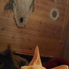 Подробнее об объявлении «Климовск Пропала кошка» Фото: пропала кошка  «Климовск Пропала кошка» в г. Климовск