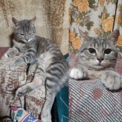 Подробнее об объявлении «Кашира Пропал кот, мо» Фото: пропала кошка  «Кашира Пропал кот, мо» в г. Кашира