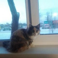 Подробнее об объявлении «Пропала кошка, домашняя Миасс» Фото: пропала кошка  «Пропала кошка, домашняя Миасс» в г. Миасс