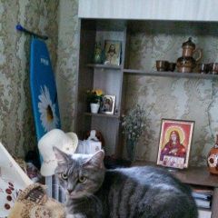 Подробнее об объявлении «Белогорск Пропала кошка» Фото: пропала кошка  «Белогорск Пропала кошка» в г. Белогорск