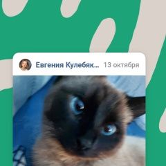 Картинка пропала кошка В городе Архангельск потерялась кисонька. Архангельск