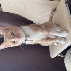 Подробнее об объявлении «Пропал кот Мариуполь» Фото: пропала кошка  «Пропал кот Мариуполь» в г. Мариуполь