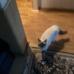 Подробнее об объявлении «Пропала кошка Нижний Тагил» Фото: пропала кошка  «Пропала кошка Нижний Тагил» в г. Нижний Тагил