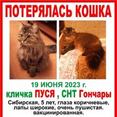 Подробнее об объявлении «Пропала кошка кто ее нашел отзовитесь Солнечногорск» Фото: пропала кошка Сибирская кошка «Пропала кошка кто ее нашел отзовитесь...» в г. Солнечногорск