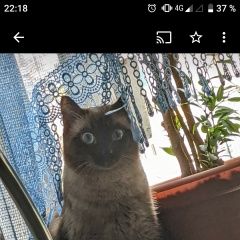 Картинка пропала кошка В городе Абакан Хакасия потерялась кошечька. Абакан Хакасия