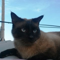 Подробнее об объявлении «Пропал кот сиамский в восточном Курган» Фото: пропала кошка  «Пропал кот сиамский в восточном Курган» в г. Курган