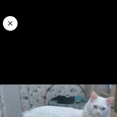 Картинка пропала кошка В городе Краснодар потерян котейка. Краснодар