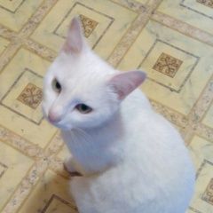 Подробнее об объявлении «Пропал кот Азов» Фото: пропала кошка  «Пропал кот Азов» в г. Азов