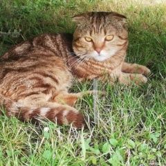 Подробнее об объявлении «Орел Пропал кот» Фото: пропала кошка  «Орел Пропал кот» в г. Орел