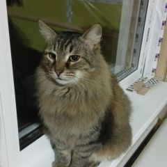 Подробнее об объявлении «Нахабино Пропал кот мурзик, помогите найти» Фото: пропала кошка  «Нахабино Пропал кот мурзик, помогите найти» в г. Нахабино