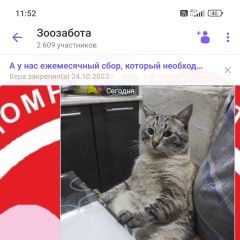 Подробнее об объявлении «Пропал кот Абакан Хакасия» Фото: пропала кошка  «Пропал кот Абакан Хакасия» в г. Абакан Хакасия