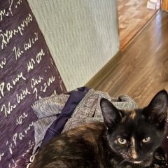 Подробнее об объявлении «Иноземцево Пропала кошка» Фото: пропала кошка  «Иноземцево Пропала кошка» в г. Иноземцево