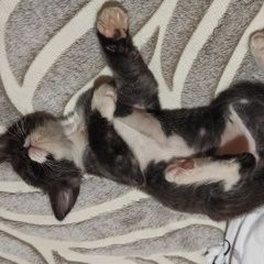 Подробнее об объявлении «Каменск-Шахтинский Пропал котёнок 2 месяца» Фото: пропала кошка  «Каменск-Шахтинский Пропал котёнок 2 месяца» в г. Каменск-Шахтинский