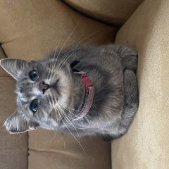 Подробнее об объявлении «Пропала кошка Нижний Тагил» Фото: пропала кошка  «Пропала кошка Нижний Тагил» в г. Нижний Тагил