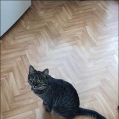 Подробнее об объявлении «Пропал кот Черкизово» Фото: пропала кошка  «Пропал кот Черкизово» в г. Черкизово