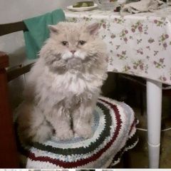 Подробнее об объявлении «Чехов Пропал кот рыжий пушистый» Фото: пропала кошка Сибирская кошка «Чехов Пропал кот рыжий пушистый» в г. Чехов