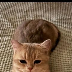 Подробнее об объявлении «Пропал кот шотландец шиншила Пятигорск» Фото: пропала кошка Скоттиш страйт (шотландская прямоухая) «Пропал кот шотландец шиншила Пятигорск» в г. Пятигорск