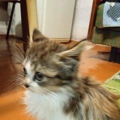 Подробнее об объявлении «Пропала кошка Новополоцк» Фото: пропала кошка  «Пропала кошка Новополоцк» в г. Новополоцк