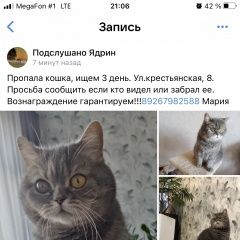 Подробнее об объявлении «Ядрин Пропала кошка -» Фото: пропала кошка Британская короткошерстная кошка «Ядрин Пропала кошка -» в г. Ядрин
