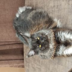 Подробнее об объявлении «Шлиссельбург Пропал кот мейн-кун, рамзи» Фото: пропала кошка Мейн-кун «Шлиссельбург Пропал кот мейн-кун, рамзи» в г. Шлиссельбург