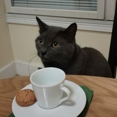 Подробнее об объявлении «Красногорск Пропал кот ватсон.» Фото: пропала кошка Русская голубая кошка «Красногорск Пропал кот ватсон.» в г. Красногорск