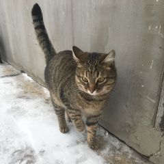 Подробнее об объявлении «Уральск Западно-Казахстанская обл. Пропал кот» Фото: пропала кошка  «Уральск Западно-Казахстанская обл. Пропал кот» в г. Уральск Западно-Казахстанская обл.