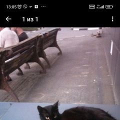 Картинка пропала кошка В городе Шебекино запропастился кот. Шебекино