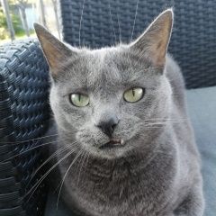 Подробнее об объявлении «Шлиссельбург Пропал кот» Фото: пропала кошка Русская голубая кошка «Шлиссельбург Пропал кот» в г. Шлиссельбург