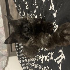 Подробнее об объявлении «Нальчик Пропал кот» Фото: пропала кошка Мейн-кун «Нальчик Пропал кот» в г. Нальчик