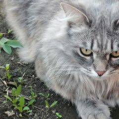 Подробнее об объявлении «Пропал кот Елабуга» Фото: пропала кошка  «Пропал кот Елабуга» в г. Елабуга