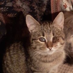 Подробнее об объявлении «Чехов Пропал кот лаки» Фото: пропала кошка  «Чехов Пропал кот лаки» в г. Чехов