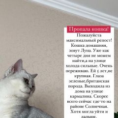 Картинка пропала кошка В городе Краснодар пропала кошка. Краснодар