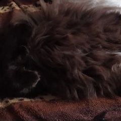 Подробнее об объявлении «Пропала кошка помогите найти кошечку Бердск» Фото: пропала кошка  «Пропала кошка помогите найти кошечку Бердск» в г. Бердск