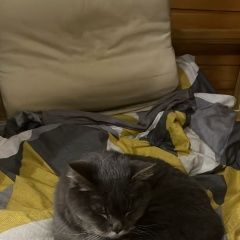 Подробнее об объявлении «Тосно Пропал кот мотя 17 лет.» Фото: пропала кошка  «Тосно Пропал кот мотя 17 лет.» в г. Тосно