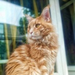 Подробнее об объявлении «Калининград (Кенигсберг) Пропал кот» Фото: пропала кошка Мейн-кун «Калининград (Кенигсберг) Пропал кот» в г. Калининград (Кенигсберг)