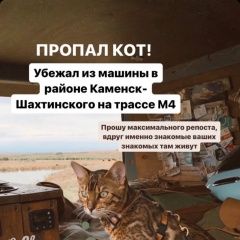 Подробнее об объявлении «Каменск-Шахтинский Пропал кот бенгал» Фото: пропала кошка  «Каменск-Шахтинский Пропал кот бенгал» в г. Каменск-Шахтинский