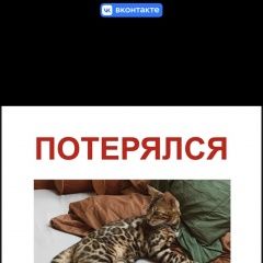 Подробнее об объявлении «Каменск-Шахтинский Пропал кот» Фото: пропала кошка Бенгальская кошка «Каменск-Шахтинский Пропал кот» в г. Каменск-Шахтинский