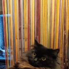 Подробнее об объявлении «Пропала кошка за вознаграждение Бердск» Фото: пропала кошка  «Пропала кошка за вознаграждение Бердск» в г. Бердск