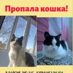 Подробнее об объявлении «Уральск Западно-Казахстанская обл. Пропала кошка вознаграждение 30000» Фото: пропала кошка  «Уральск Западно-Казахстанская обл. Пропала...» в г. Уральск Западно-Казахстанская обл.