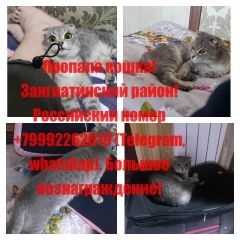 Подробнее об объявлении «Пропала кошка убежала кошка потерялась Ташкент» Фото: пропала кошка Скоттиш фолд (шотландская вислоухая) «Пропала кошка убежала кошка потерялась Ташкент» в г. Ташкент