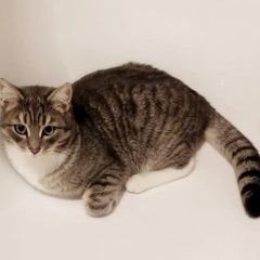 Подробнее об объявлении «Пропал кот серого полосатого окраса Бердск» Фото: пропала кошка  «Пропал кот серого полосатого окраса Бердск» в г. Бердск