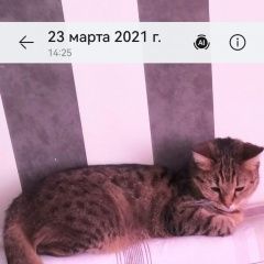 Подробнее об объявлении «Пропала кошка 417 дом Стрежевой» Фото: пропала кошка  «Пропала кошка 417 дом Стрежевой» в г. Стрежевой