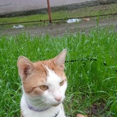 Картинка пропала кошка В городе Донецк (ДНР) исчезла кошка. Донецк (ДНР)