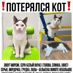 Подробнее об объявлении «Петродворец Пропал кот уот» Фото: пропала кошка  «Петродворец Пропал кот уот» в г. Петродворец