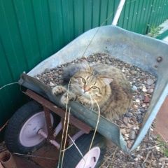 Подробнее об объявлении «Ульяновск Пропал кот с 19. 12. 2023» Фото: пропала кошка  «Ульяновск Пропал кот с 19. 12. 2023» в г. Ульяновск