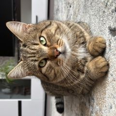 Подробнее об объявлении «Светлоград Пропал кот» Фото: пропала кошка  «Светлоград Пропал кот» в г. Светлоград