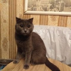 Подробнее об объявлении «Сасово Пропала кошка шотландская вислоухая» Фото: пропала кошка Британская короткошерстная кошка «Сасово Пропала кошка шотландская вислоухая» в г. Сасово